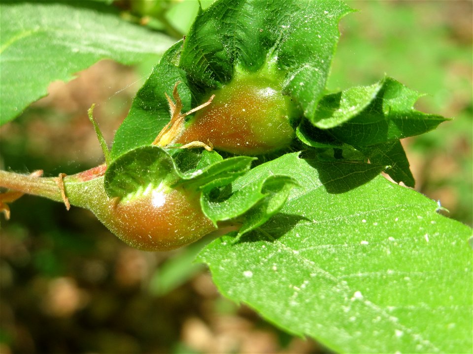 Gallen einer Kastaniengallwespe (Dryocosmus kuriphilus) an einer Edelkastanie (Castanea sativa) auf dem Feldherrenhügel (Naturschutzgebiet Oftersheimer Dünen)