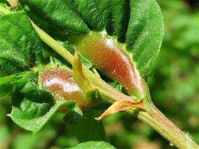 Gallen einer Kastaniengallwespe (Dryocosmus kuriphilus) an einer Edelkastanie (Castanea sativa) auf dem Feldherrenhügel (Naturschutzgebiet Oftersheimer Dünen)
