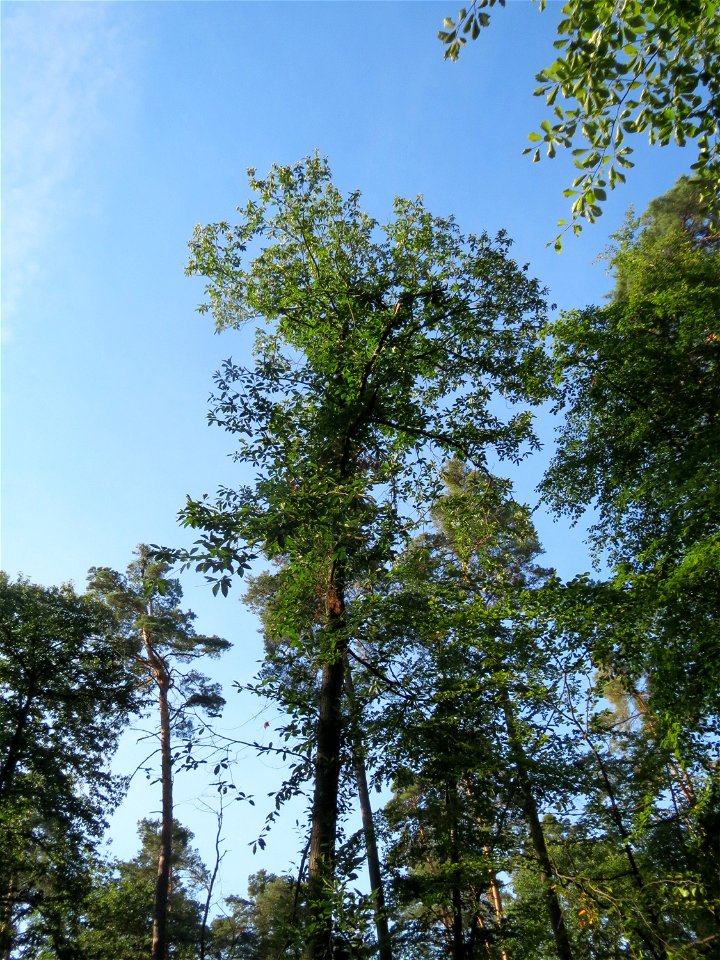 Edelkastanie (Castanea sativa) im Schwetzinger Hardt