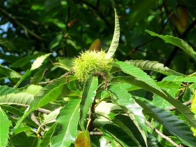 Edelkastanie (Castanea sativa) im Schwetzinger Hardt