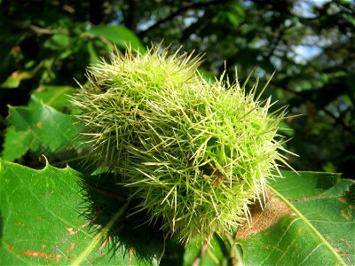 Edelkastanie (Castanea sativa) im Schwetzinger Hardt