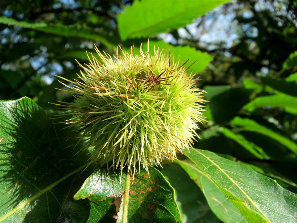 Edelkastanie (Castanea sativa) im Schwetzinger Hardt