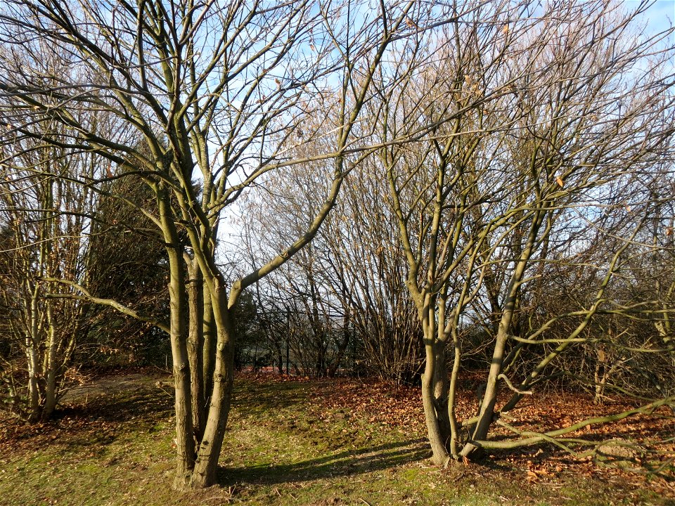 Edelkastanie (Castanea sativa) im Landesgartenschaupark Hockenheim