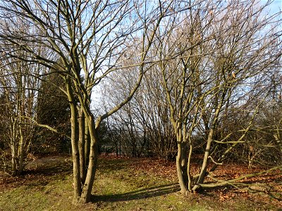 Edelkastanie (Castanea sativa) im Landesgartenschaupark Hockenheim