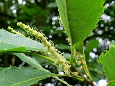 Edelkastanie (Castanea sativa) im Schwetzinger Hardt