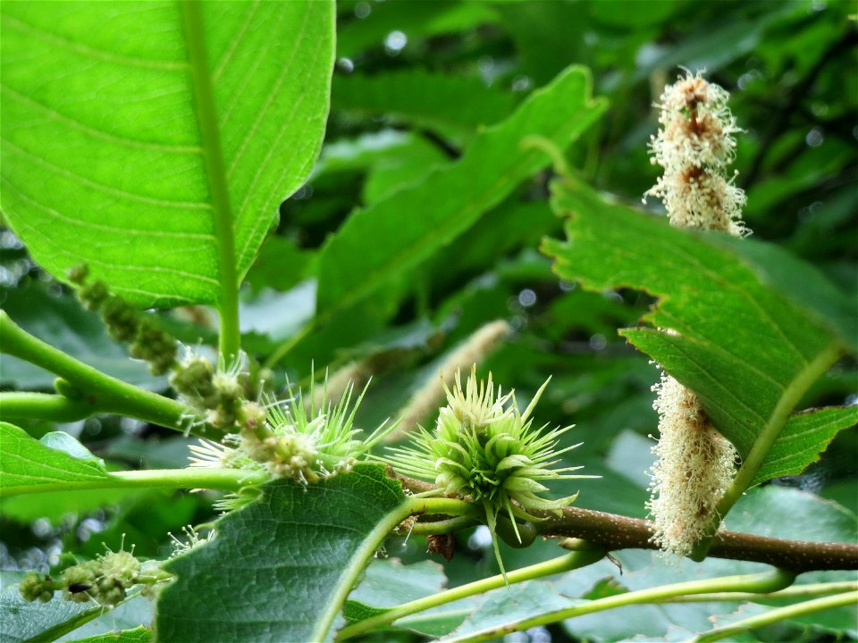 Edelkastanie (Castanea sativa) im Schwetzinger Hardt