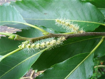 Edelkastanie (Castanea sativa) im Schwetzinger Hardt