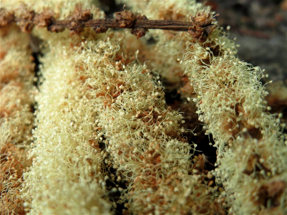 Edelkastanie (Castanea sativa) im Schwetzinger Hardt