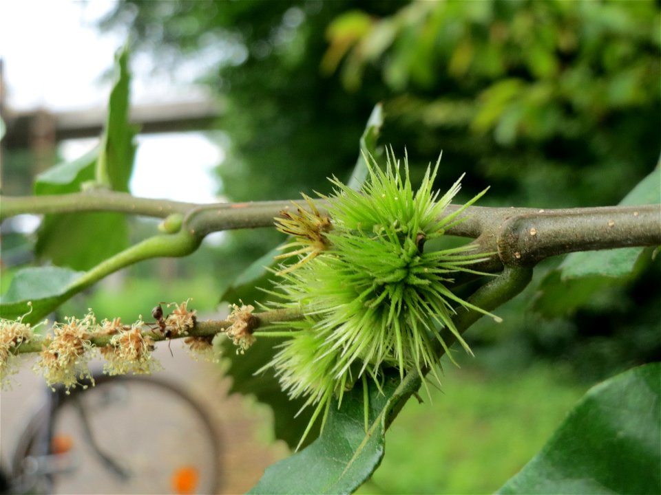 Edelkastanie (Castanea sativa) im Schwetzinger Hardt