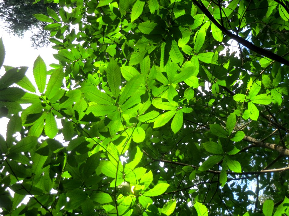 Edelkastanie (Castanea sativa) beim Wildpark Saarbrücken (St. Johanner Stadtwald)
