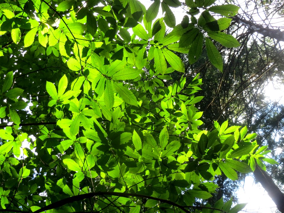 Edelkastanie (Castanea sativa) beim Wildpark Saarbrücken (St. Johanner Stadtwald)