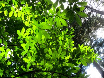 Edelkastanie (Castanea sativa) beim Wildpark Saarbrücken (St. Johanner Stadtwald)