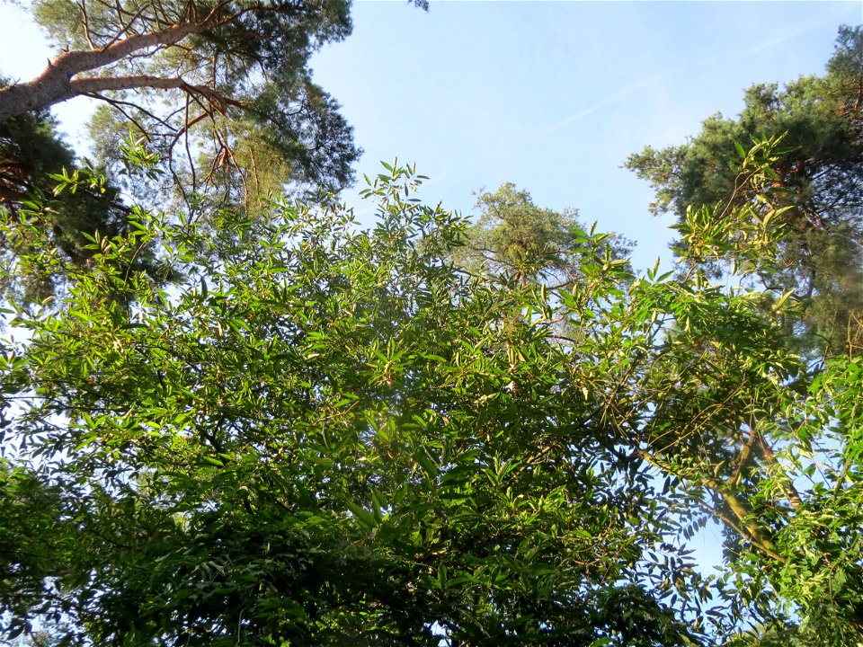 Edelkastanie (Castanea sativa) im Schwetzinger Hardt
