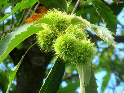 Edelkastanie (Castanea sativa) im Schwetzinger Hardt