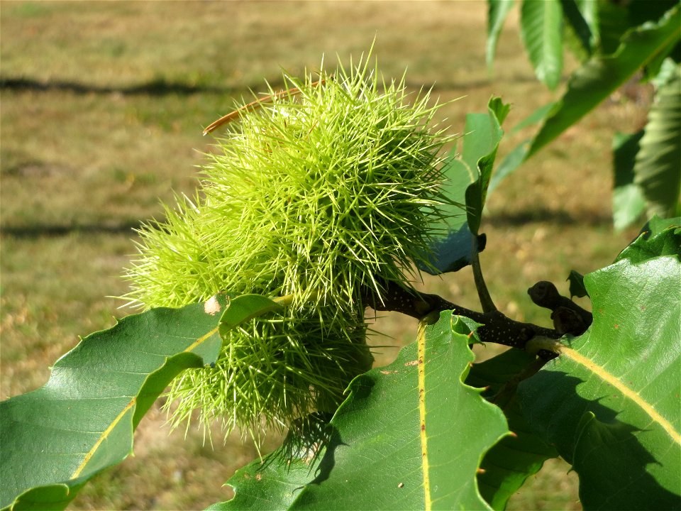 Edelkastanie (Castanea sativa) auf dem Feldherrenhügel (Naturschutzgebiet „Oftersheimer Dünen“)