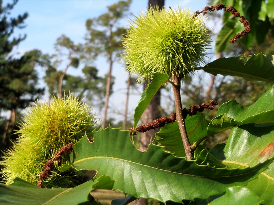 Edelkastanie (Castanea sativa) auf dem Feldherrenhügel (Naturschutzgebiet „Oftersheimer Dünen“)