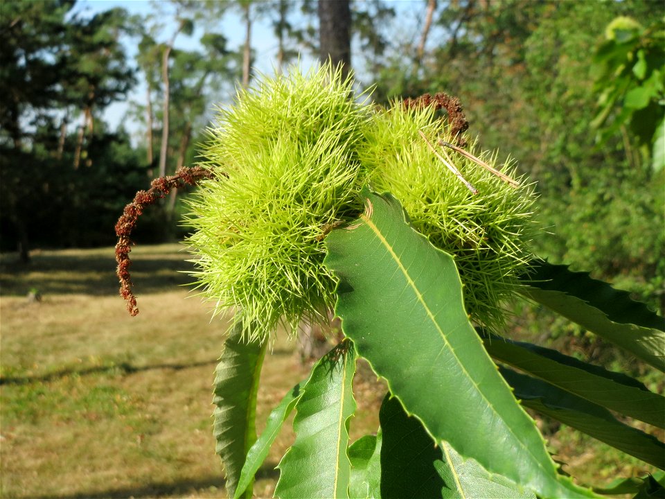 Edelkastanie (Castanea sativa) auf dem Feldherrenhügel (Naturschutzgebiet „Oftersheimer Dünen“)