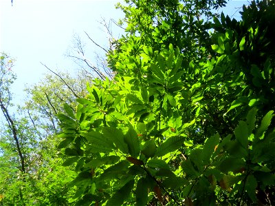 Edelkastanie (Castanea sativa) bei Klingenmünster