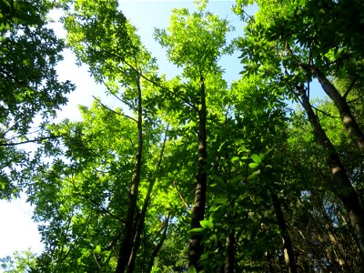 Edelkastanie (Castanea sativa) bei Klingenmünster