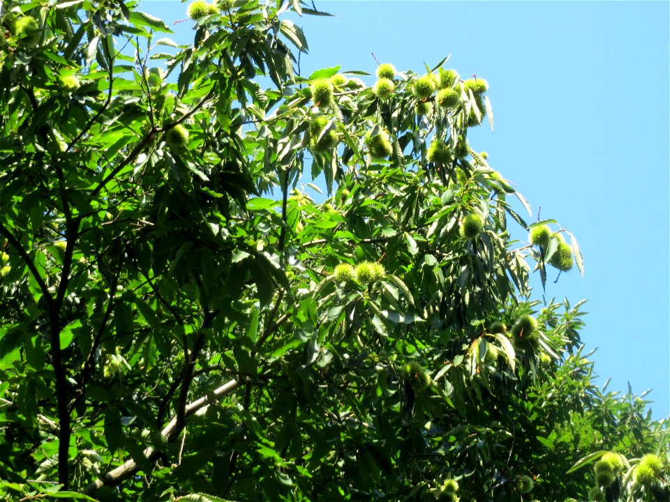 Edelkastanie (Castanea sativa) bei Klingenmünster - am Rand vom Pfälzer Wald gibt es die wohl größten Bestände der Edelkastanie in Deutschland