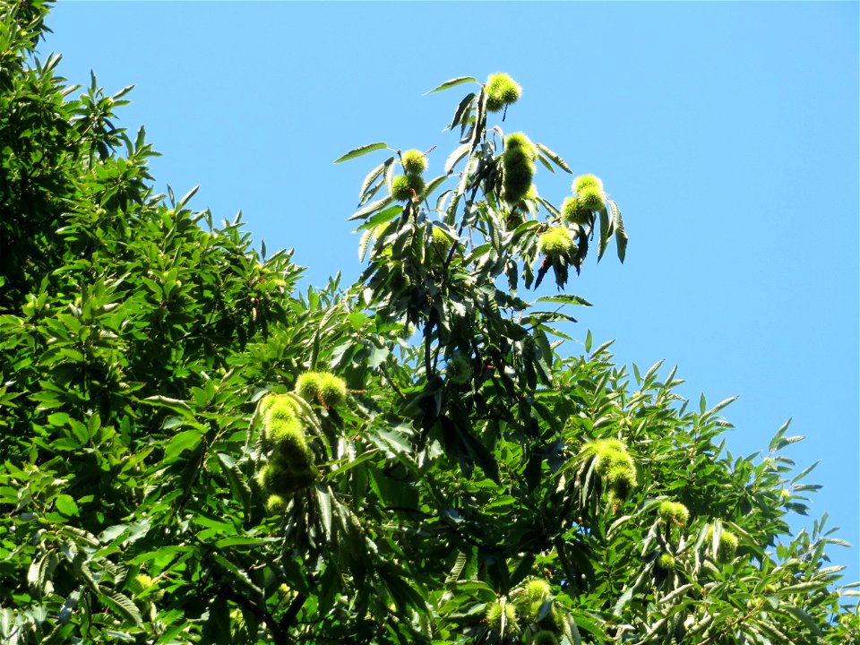 Edelkastanie (Castanea sativa) bei Klingenmünster - am Rand vom Pfälzer Wald gibt es die wohl größten Bestände der Edelkastanie in Deutschland