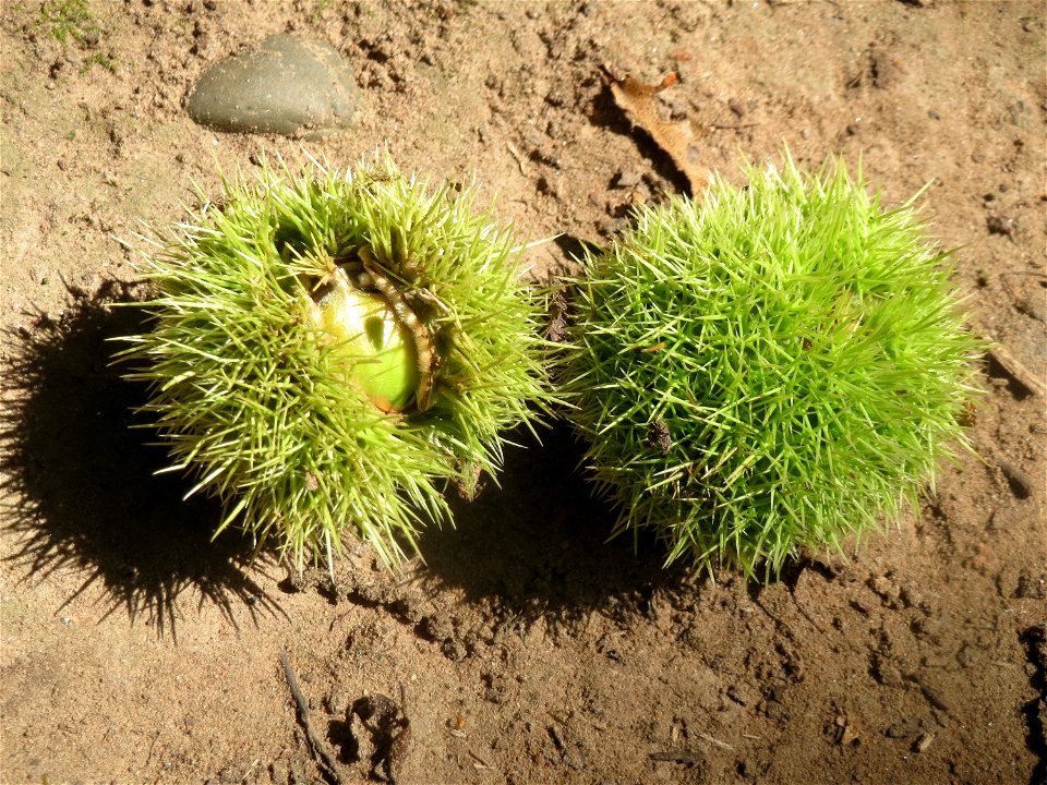 Edelkastanie (Castanea sativa) am Winterberg in Sankt Arnual (außerhalb vom Landschaftsschutzgebiet)
