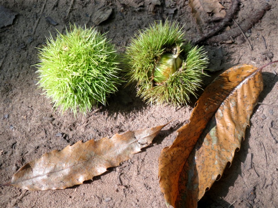 Edelkastanie (Castanea sativa) am Winterberg in Sankt Arnual (außerhalb vom Landschaftsschutzgebiet)