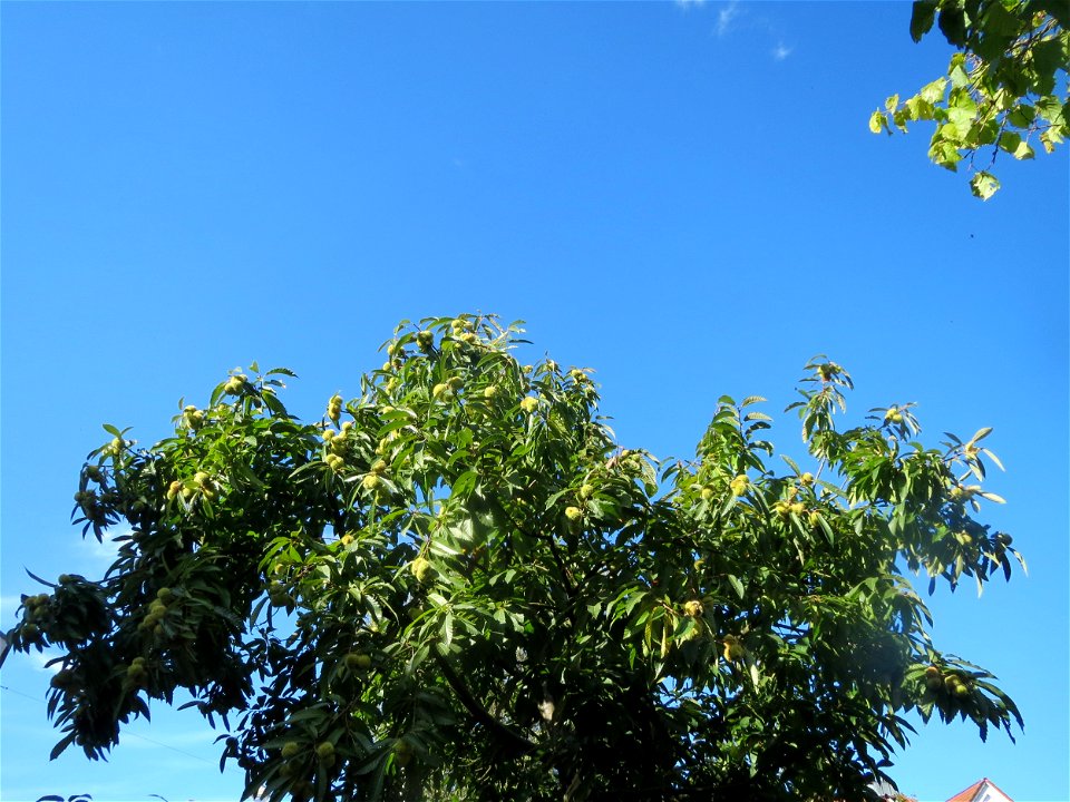 Edelkastanie (Castanea sativa) in St. Ingbert
