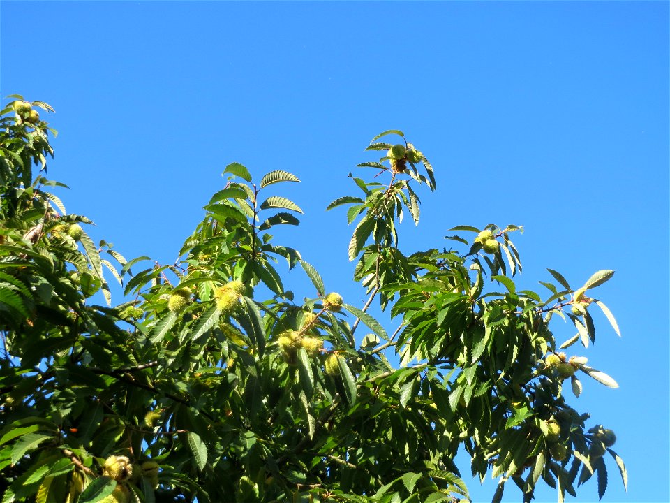 Edelkastanie (Castanea sativa) in St. Ingbert