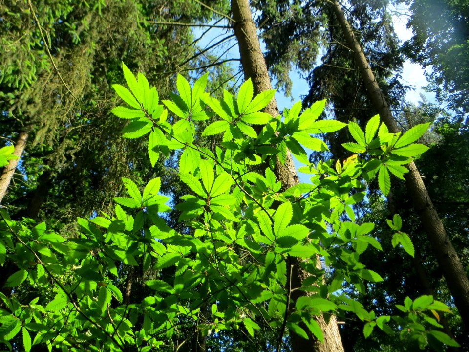 Junge Edelkastanie (Castanea sativa) in der Schwetzinger Hardt