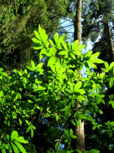 Junge Edelkastanie (Castanea sativa) in der Schwetzinger Hardt