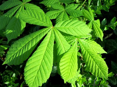 Junge Blätter der Rosskastanie (Aesculus hippocastanum) in Hockenheim photo