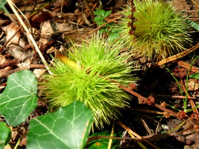 Herabgefallene Frucht der Edelkastanie (Castanea sativa) in der Schwetzinger Hardt, ein häufig wild wachsender Baum im Wald