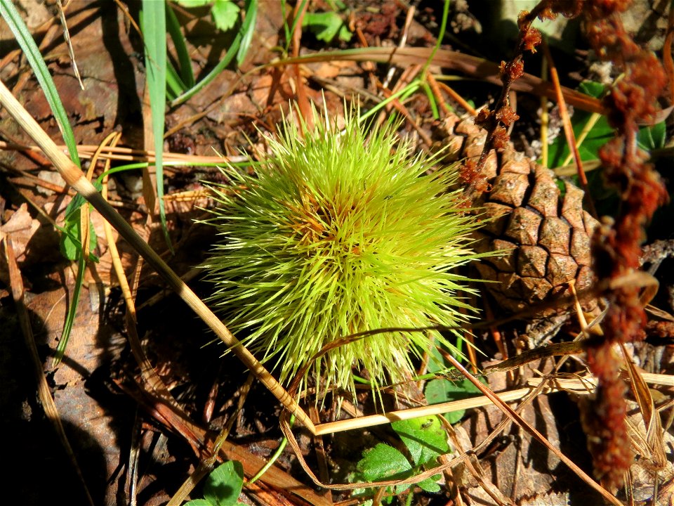 Herabgefallene Frucht der Edelkastanie (Castanea sativa) in der Schwetzinger Hardt, ein häufig wild wachsender Baum im Wald