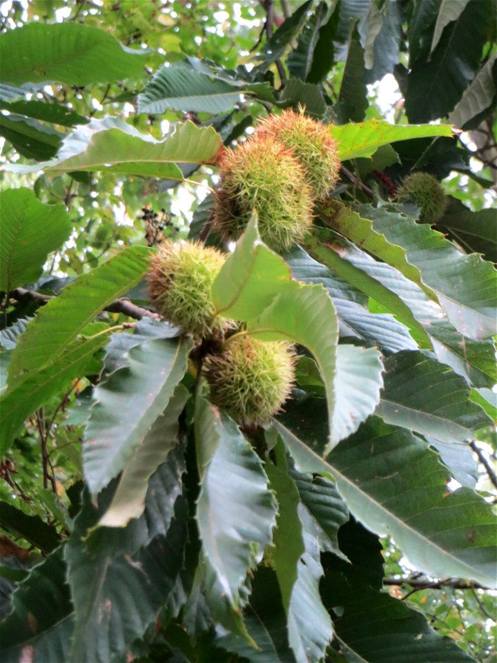 Edelkastanie (Castanea sativa) am Winterberg in Sankt Arnual