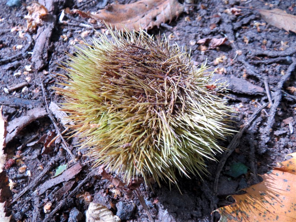 Edelkastanie (Castanea sativa) am Winterberg in Sankt Arnual