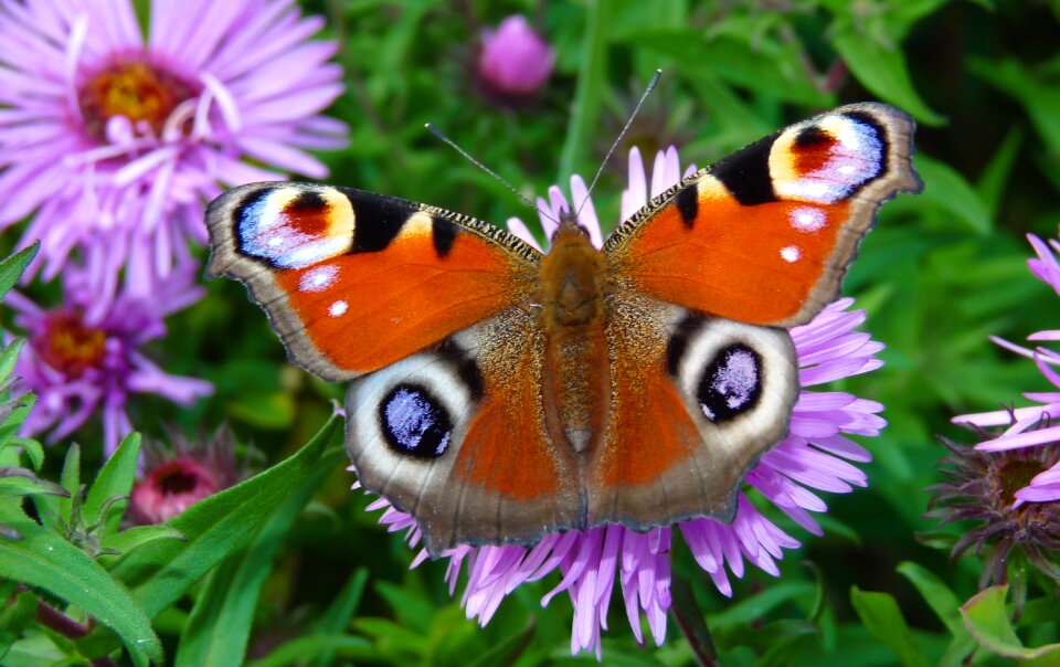 Plant summer animals