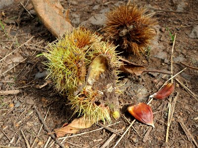 Edelkastanie (Castanea sativa) am Winterberg in Sankt Arnual