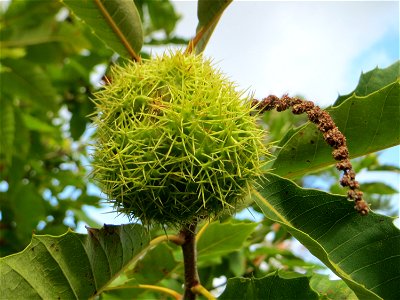 Edelkastanie (Castanea sativa) auf dem Feldherrenhügel, Teilgebiet vom Naturschutzgebiet „Oftersheimer Dünen“