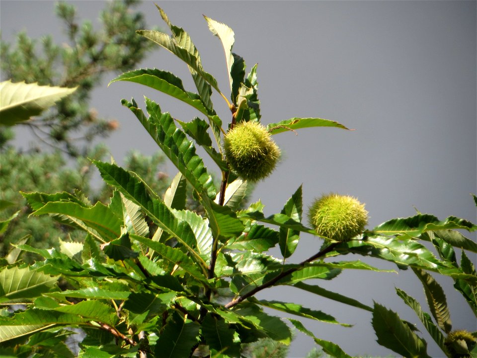 Edelkastanie (Castanea sativa) auf dem Feldherrenhügel, Teilgebiet vom Naturschutzgebiet „Oftersheimer Dünen“