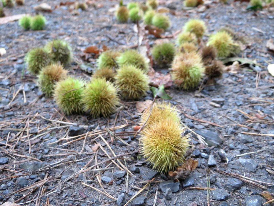 Herabgefallene Frucht der Edelkastanie (Castanea sativa) in der Schwetzinger Hardt