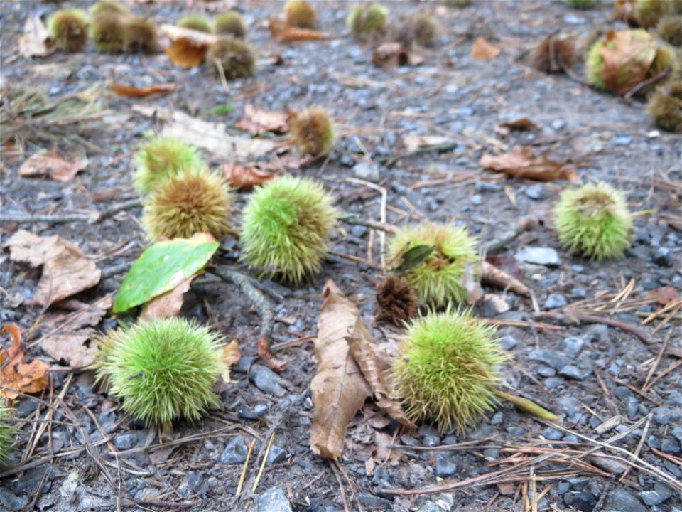 Herabgefallene Frucht der Edelkastanie (Castanea sativa) in der Schwetzinger Hardt