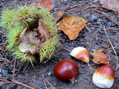 Herabgefallene Frucht der Edelkastanie (Castanea sativa) in der Schwetzinger Hardt