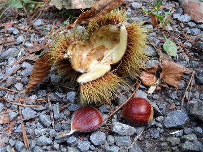 Herabgefallene Frucht der Edelkastanie (Castanea sativa) in der Schwetzinger Hardt