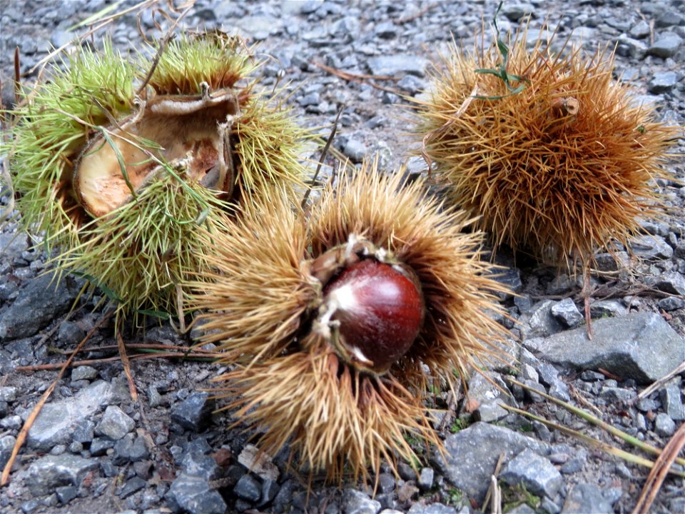 Herabgefallene Frucht der Edelkastanie (Castanea sativa) in der Schwetzinger Hardt