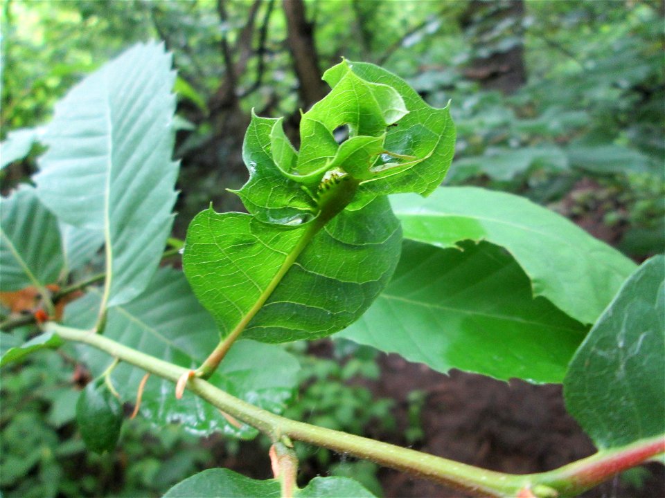 Kastaniengallwespe (Dryocosmus kuriphilus) an einer Edelkastanie (Castanea sativa) am Kaninchenberg (Landschaftsschutzgebiet) in Saarbrücken