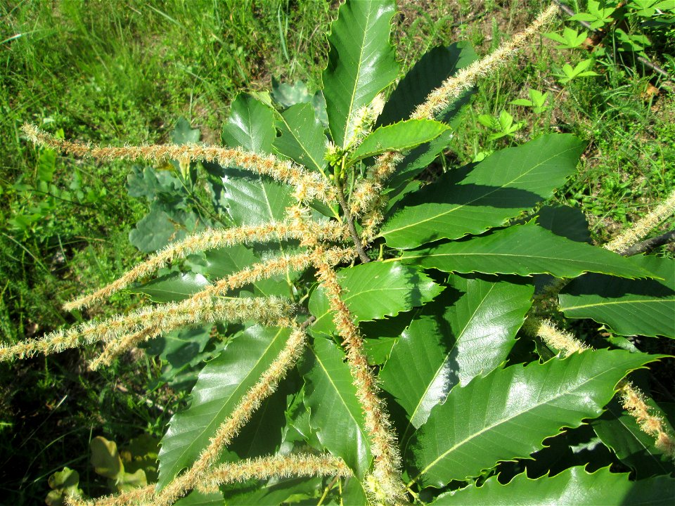 Blüte der Edelkastanie (Castanea sativa) an einer kleinen Binnendüne am Randstreifen der Rheinbahn in der Schwetzinger Hardt