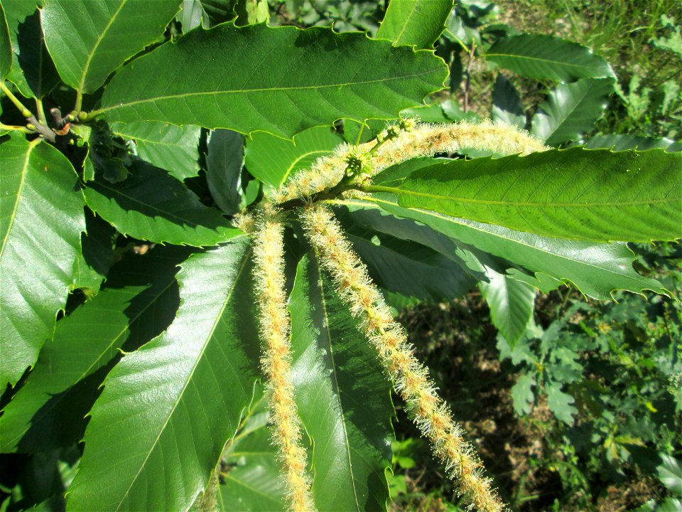 Blüte der Edelkastanie (Castanea sativa) an einer kleinen Binnendüne am Randstreifen der Rheinbahn in der Schwetzinger Hardt
