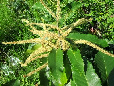 Blüte der Edelkastanie (Castanea sativa) an einer kleinen Binnendüne am Randstreifen der Rheinbahn in der Schwetzinger Hardt