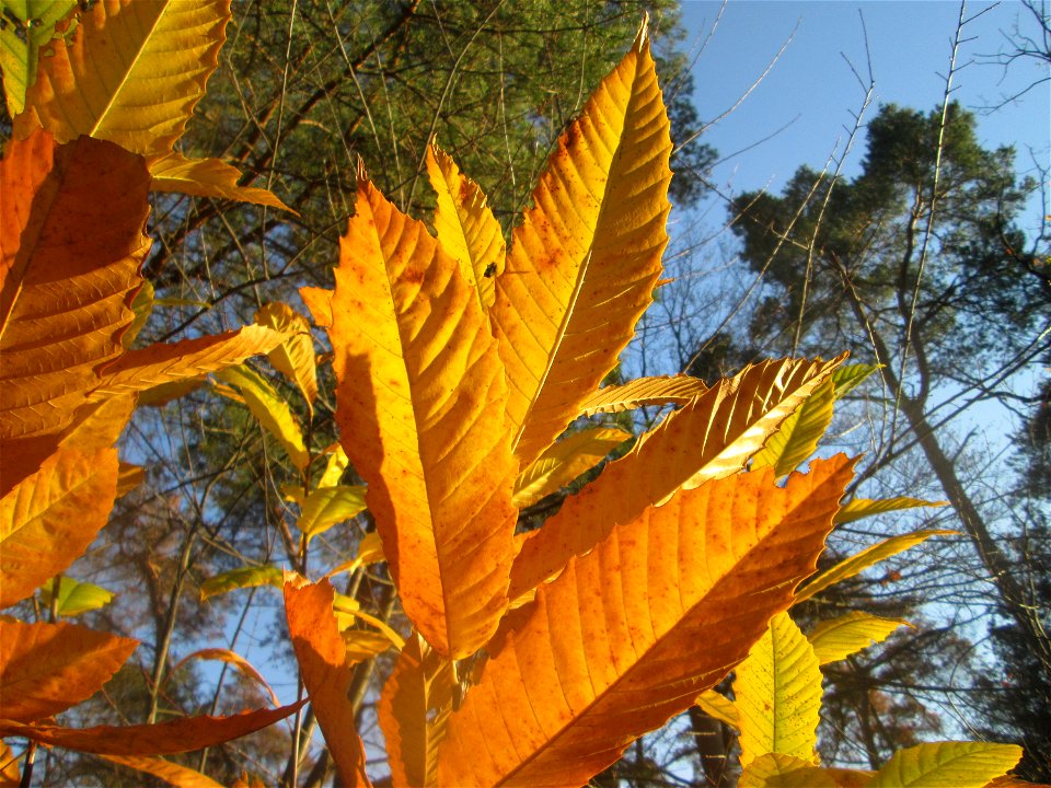 Herbstlaub einer jungen Edelkastanie (Castanea sativa) in der Schwetzinger Hardt